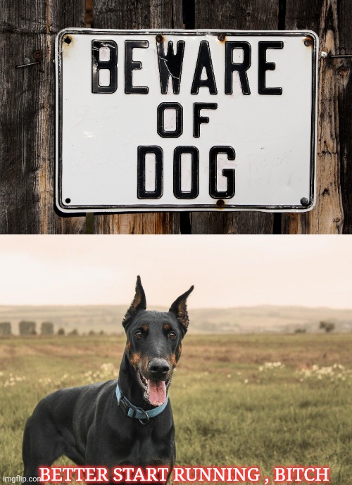 Run bitch | BETTER START RUNNING , BITCH | image tagged in dogs,memes,animals,funny | made w/ Imgflip meme maker