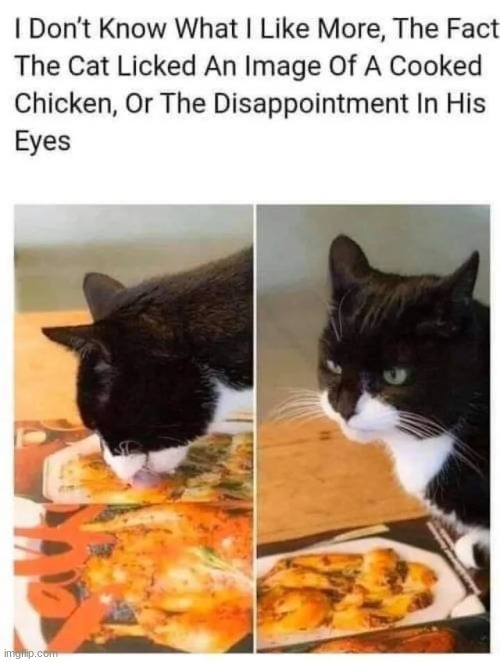 Disappointment | image tagged in cute,animals,wholesome,cats,funny,memes | made w/ Imgflip meme maker