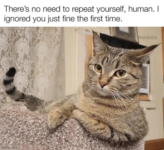 Cats will always be cats | image tagged in memes,cats,funny,animals,funny memes,cat | made w/ Imgflip meme maker