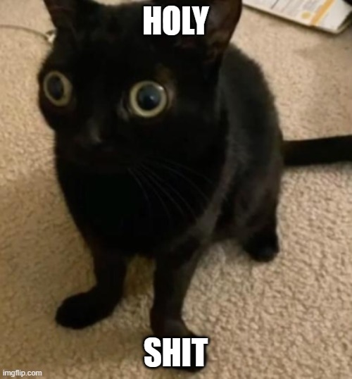 big eye cat | HOLY SHIT | image tagged in big eye cat | made w/ Imgflip meme maker