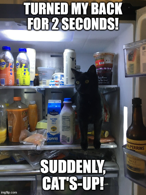 suddenly, cat's-up! | SUDDENLY, CAT'S-UP! | image tagged in cats,funny animals,lolcats | made w/ Imgflip meme maker