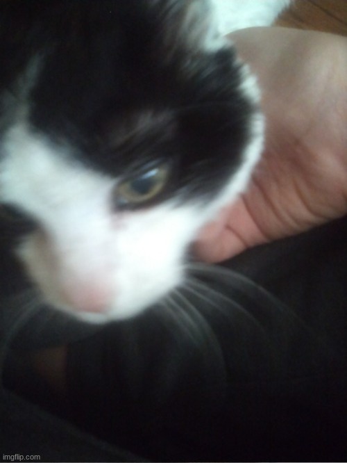 we call her cat despite her being a frog | made w/ Imgflip meme maker