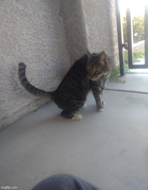 this is oliver and he chirps instead of meowing | made w/ Imgflip meme maker