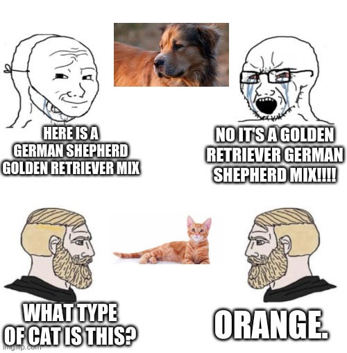 Chad we know | HERE IS A GERMAN SHEPHERD GOLDEN RETRIEVER MIX; NO IT'S A GOLDEN RETRIEVER GERMAN SHEPHERD MIX!!!! ORANGE. WHAT TYPE OF CAT IS THIS? | image tagged in chad we know | made w/ Imgflip meme maker