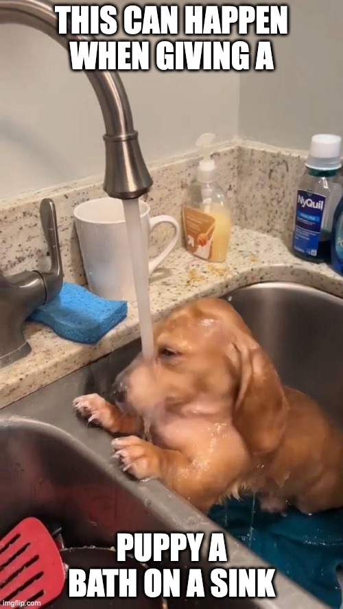 Puppy on Sink | THIS CAN HAPPEN WHEN GIVING A; PUPPY A BATH ON A SINK | image tagged in sink,dogs,memes | made w/ Imgflip meme maker