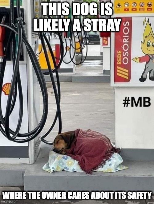 Dog Sleeping in Gas Station | THIS DOG IS LIKELY A STRAY; WHERE THE OWNER CARES ABOUT ITS SAFETY | image tagged in dogs,gas station,memes | made w/ Imgflip meme maker