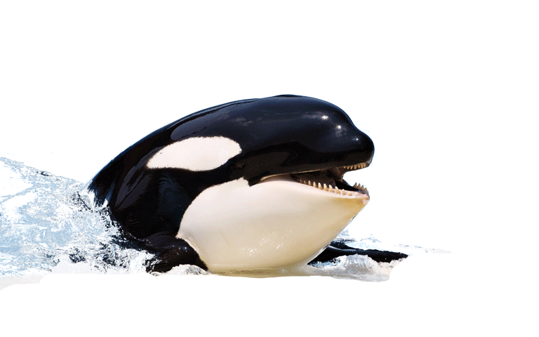 High Quality Orca Head Blank Meme Template