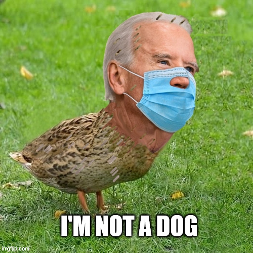 Bidee Duck | I'M NOT A DOG | image tagged in joe bidenduck | made w/ Imgflip meme maker