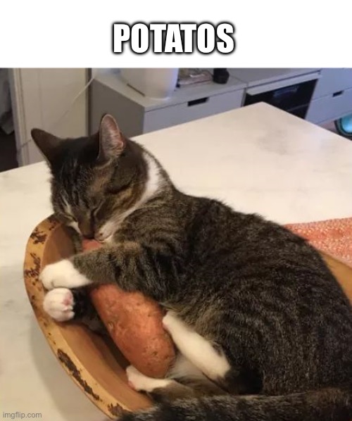 Potatos | POTATOS | image tagged in cat hugging sweet potato | made w/ Imgflip meme maker