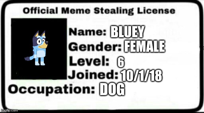Meme Stealing License | BLUEY; FEMALE; 6; 10/1/18; DOG | image tagged in meme stealing license,bluey | made w/ Imgflip meme maker