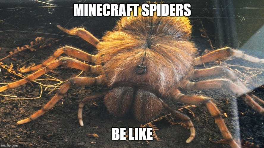 la Minecraft | MINECRAFT SPIDERS; BE LIKE | image tagged in fun | made w/ Imgflip meme maker