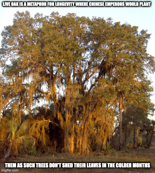 Live Oak | LIVE OAK IS A METAPHOR FOR LONGEVITY WHERE CHINESE EMPERORS WOULD PLANT; THEM AS SUCH TREES DON'T SHED THEIR LEAVES IN THE COLDER MONTHS | image tagged in tree,memes,oak | made w/ Imgflip meme maker