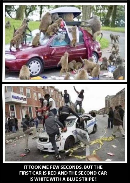 Can You Spot The Difference ? | image tagged in spot the difference,monkeys,rioters,dark humour | made w/ Imgflip meme maker