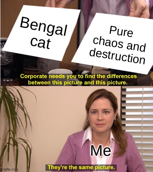 Cat meme #2 | Bengal cat; Pure chaos and destruction; Me | image tagged in memes,they're the same picture | made w/ Imgflip meme maker