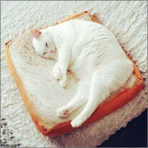 Cat On A Bread Bed ! | image tagged in cats,bread,bed | made w/ Imgflip meme maker