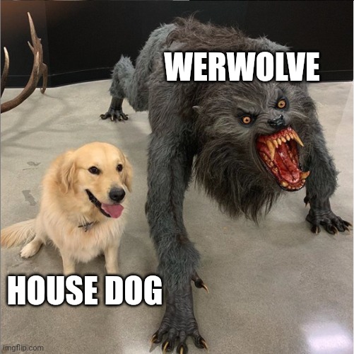 We're love house dog | WERWOLVE; HOUSE DOG | image tagged in dog vs werewolf | made w/ Imgflip meme maker