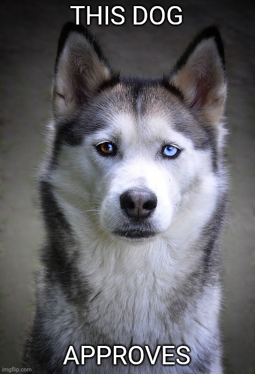 Cute puppy dog | THIS DOG APPROVES | image tagged in cute puppy dog | made w/ Imgflip meme maker