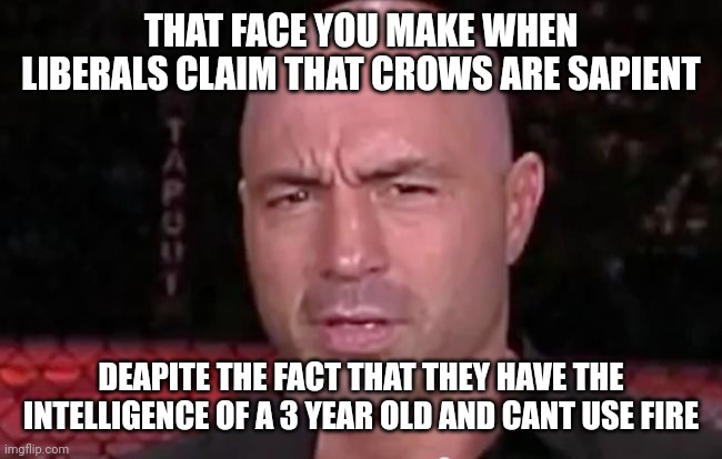 Liberals and crows: | THAT FACE YOU MAKE WHEN LIBERALS CLAIM THAT CROWS ARE SAPIENT; DEAPITE THE FACT THAT THEY HAVE THE INTELLIGENCE OF A 3 YEAR OLD AND CANT USE FIRE | image tagged in that face you make when someone says they don't like joe rogan,liberals,peta,cringe,lol | made w/ Imgflip meme maker