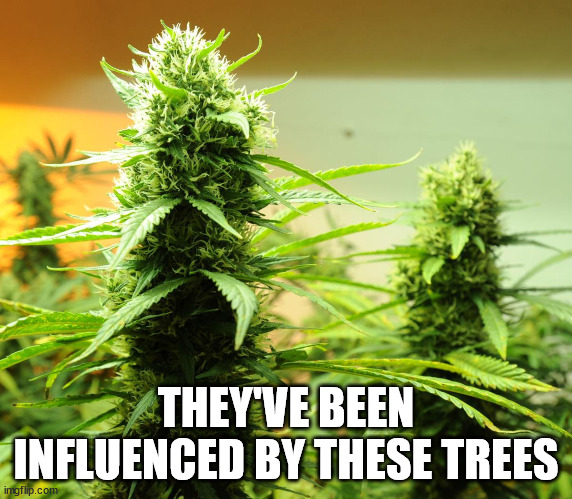 THEY'VE BEEN INFLUENCED BY THESE TREES | made w/ Imgflip meme maker