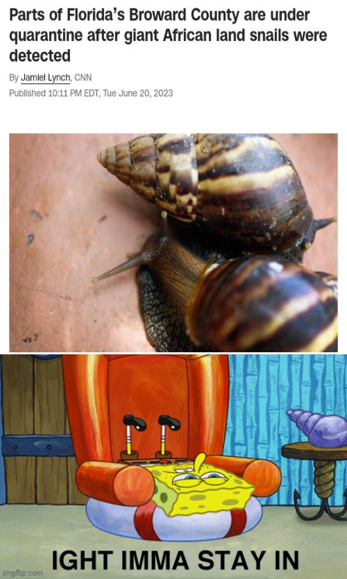 Giant African land snails | image tagged in spongebob ight imma stay in,florida,african,snails,snail,memes | made w/ Imgflip meme maker