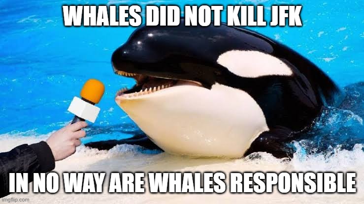 Color picture of a killer whale talking into a microphone in meme format overlayed with words WHALES DID NOT KILL JFK IN NO WAY ARE WHALES RESPONSIBLE