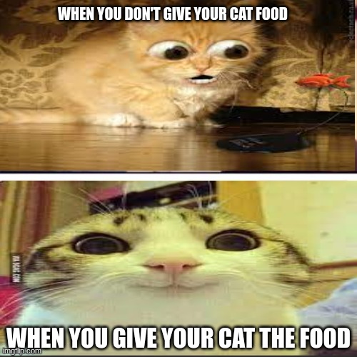 GIVE MEEEE FOOOODDDD!!!!! | WHEN YOU DON'T GIVE YOUR CAT FOOD; WHEN YOU GIVE YOUR CAT THE FOOD | image tagged in memes | made w/ Imgflip meme maker