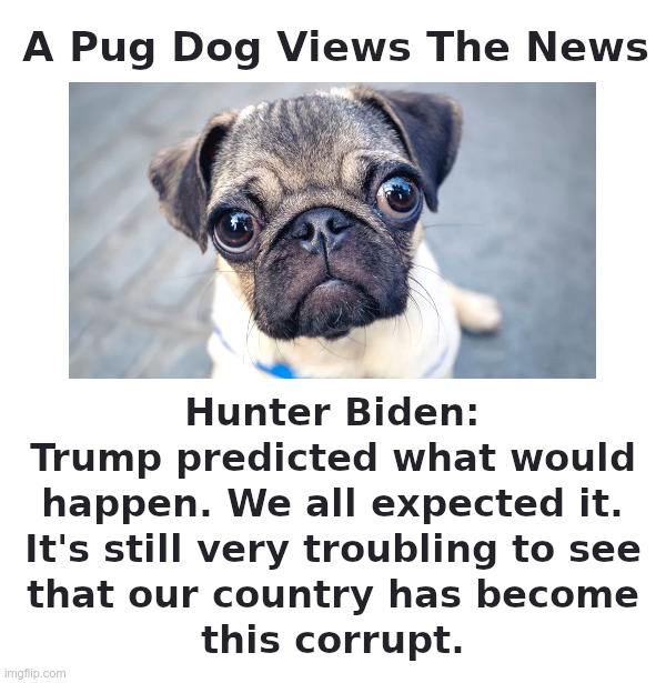 A Sad Pug Dog Views The Hunter Biden News | image tagged in pug love,joe biden,hunter biden,biden crime family,doj,government corruption | made w/ Imgflip meme maker