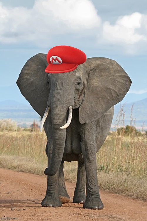 New Mario game's lookin lit | image tagged in super mario bros wonder,super mario bros,elephant | made w/ Imgflip meme maker