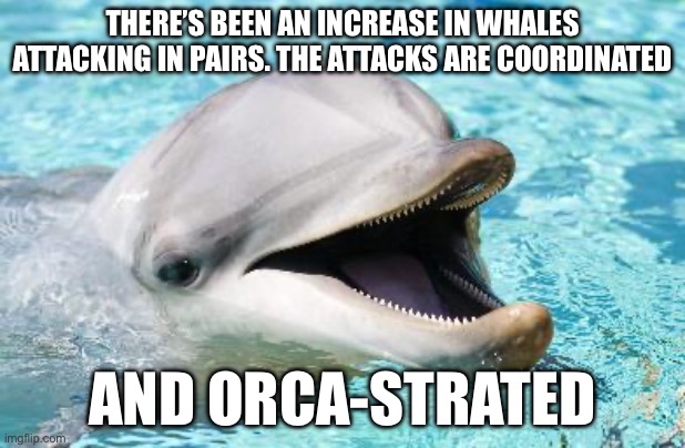 Whale attacks | THERE’S BEEN AN INCREASE IN WHALES ATTACKING IN PAIRS. THE ATTACKS ARE COORDINATED; AND ORCA-STRATED | image tagged in dumb joke dolphin,attack,whales | made w/ Imgflip meme maker