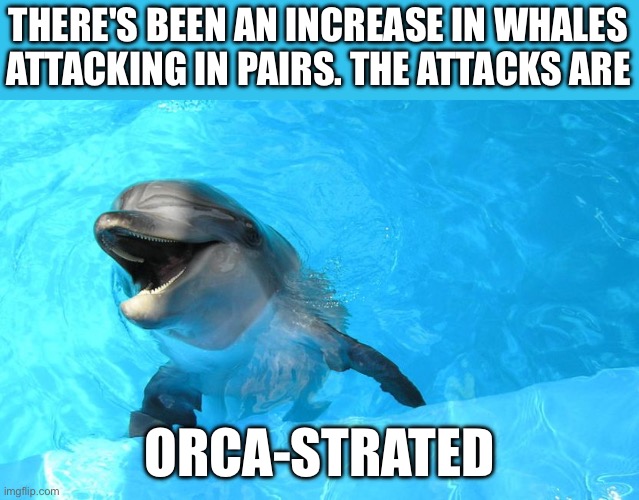 Whale attacks | THERE'S BEEN AN INCREASE IN WHALES
ATTACKING IN PAIRS. THE ATTACKS ARE; ORCA-STRATED | image tagged in laughing dolphin,attack,orca,bad pun | made w/ Imgflip meme maker