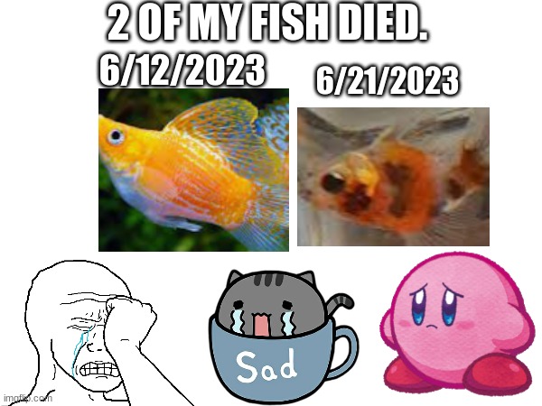 2 of my fish died :( | 2 OF MY FISH DIED. 6/12/2023; 6/21/2023 | made w/ Imgflip meme maker