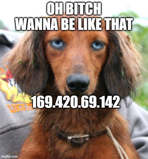 really bitch doxie | OH BITCH WANNA BE LIKE THAT; 169.420.69.142 | image tagged in really bitch doxie | made w/ Imgflip meme maker