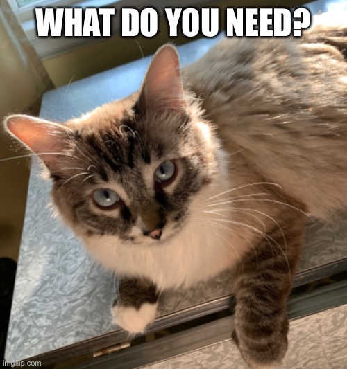 Need Help | WHAT DO YOU NEED? | image tagged in need,sunlights,my cat | made w/ Imgflip meme maker