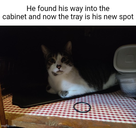 He found his way into the cabinet and now the tray is his new spot | image tagged in cats | made w/ Imgflip meme maker