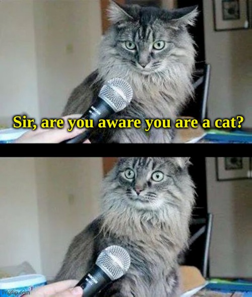 Cat Interview | Sir, are you aware you are a cat? | image tagged in cat interview,cat,what if i told you,wait what,that face you make | made w/ Imgflip meme maker