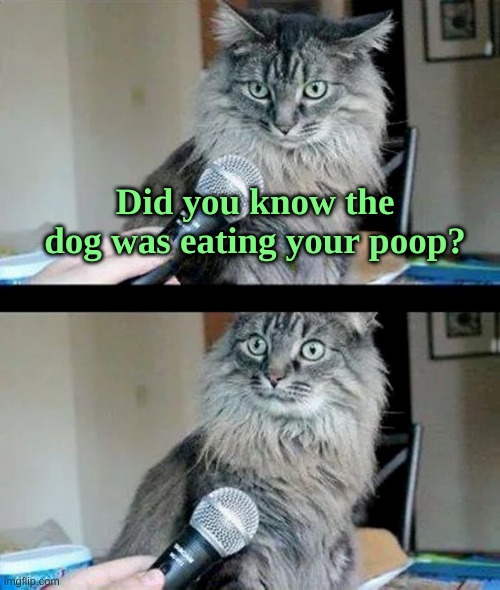 Cat Interview | Did you know the dog was eating your poop? | image tagged in cat interview,cat,dog,poop,what if i told you,that face you make when | made w/ Imgflip meme maker