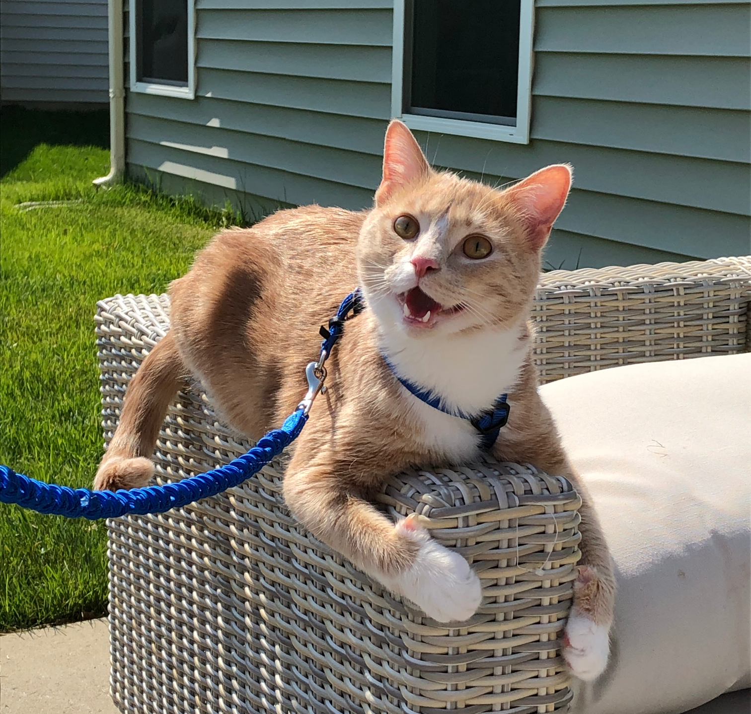 High Quality Happy Orange Cat Blank Meme Template