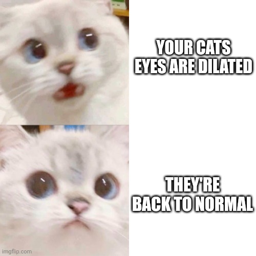 omg this is unfunny | YOUR CATS EYES ARE DILATED; THEY'RE BACK TO NORMAL | image tagged in panik - calm cat | made w/ Imgflip meme maker