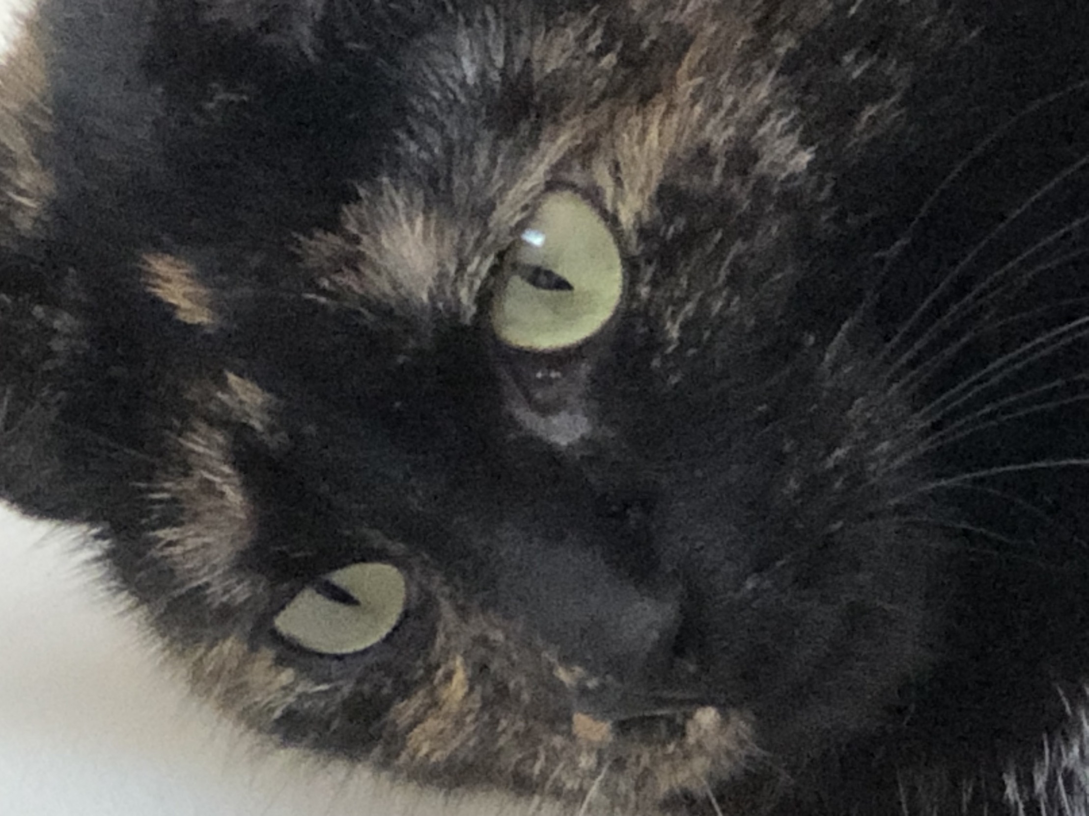 Stormi the torti Blank Meme Template