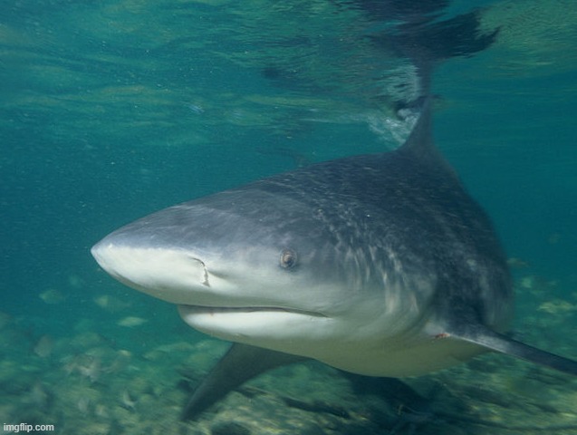 Bull Shark | image tagged in bull shark | made w/ Imgflip meme maker