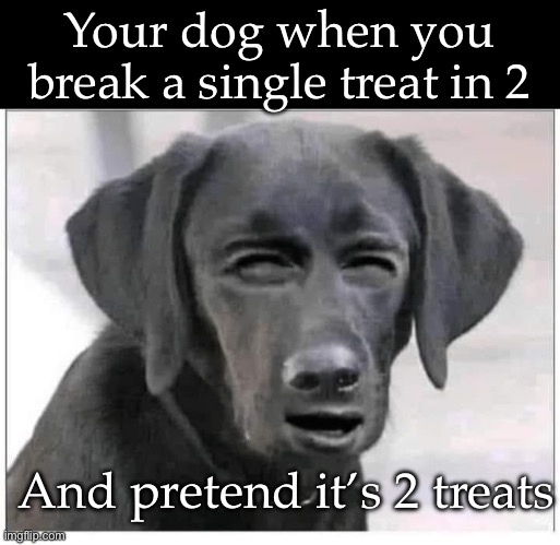 Treats | Your dog when you break a single treat in 2; And pretend it’s 2 treats | image tagged in treats,dog,the trickster,not happy | made w/ Imgflip meme maker