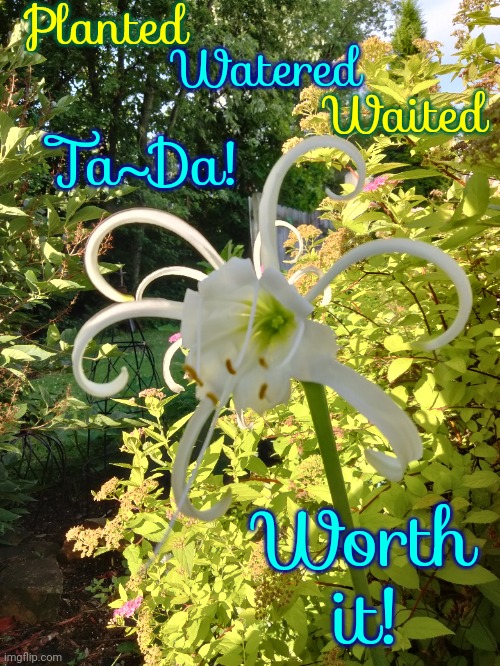 Plant Something | Planted; Watered; Waited; Ta~Da! Worth it! | image tagged in flowers,lily,garden,gardening,peace is in the garden,memes | made w/ Imgflip meme maker