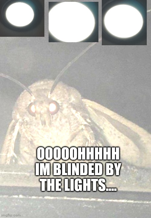 BLINDED BY THE LIGHTS..... BUT NOT MOTH!!! | OOOOOHHHHH IM BLINDED BY THE LIGHTS.... | image tagged in moth | made w/ Imgflip meme maker