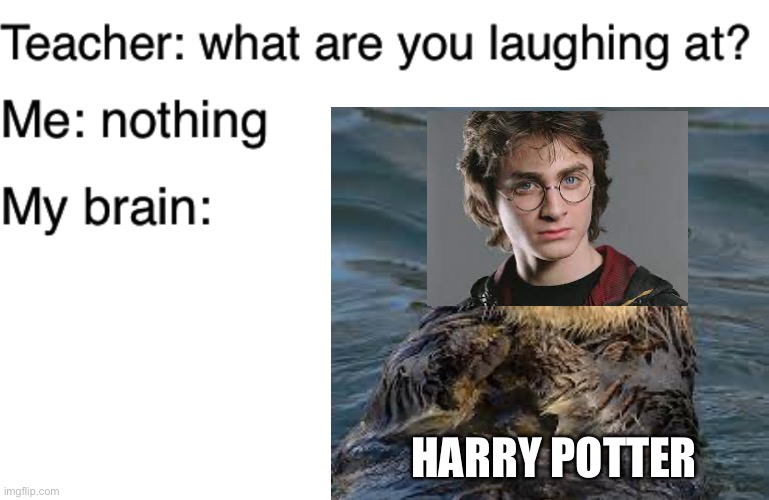 Harry Potter otter | HARRY POTTER | image tagged in teacher what are you laughing at,harry potter,otter | made w/ Imgflip meme maker