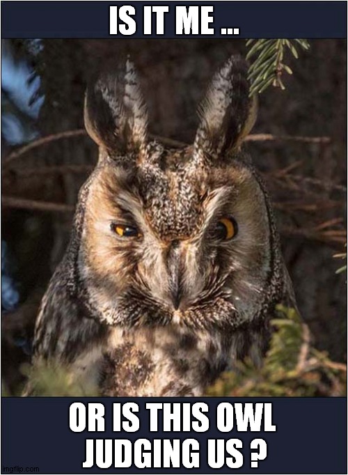 Look At Those Eyes ! | IS IT ME ... OR IS THIS OWL
 JUDGING US ? | image tagged in owls,eyes,judging you | made w/ Imgflip meme maker