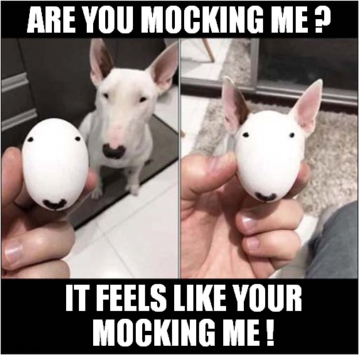 English Bull Terrier Vs Egg ! | ARE YOU MOCKING ME ? IT FEELS LIKE YOUR
MOCKING ME ! | image tagged in dogs,bull terrier,mocking | made w/ Imgflip meme maker