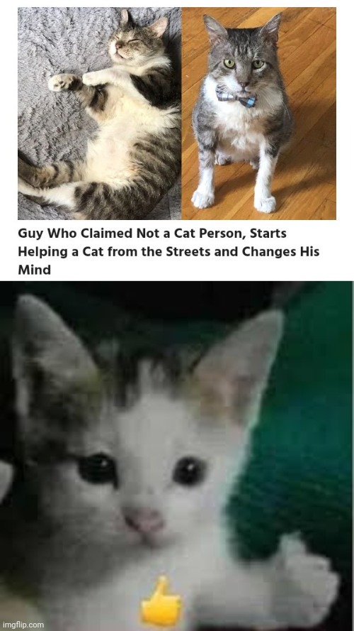 Now being a cat person | image tagged in cat thumbs up,cats,cat,memes,helpful,streets | made w/ Imgflip meme maker
