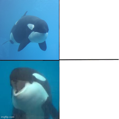 Orca Yes No Blank Meme Template