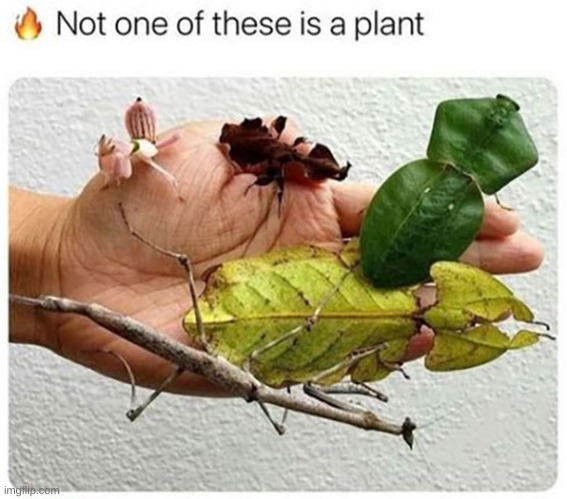 image tagged in memes,funny | made w/ Imgflip meme maker