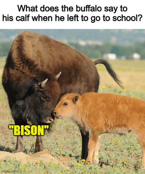 You've probably heard this one already :) | What does the buffalo say to his calf when he left to go to school? "BISON" | made w/ Imgflip meme maker
